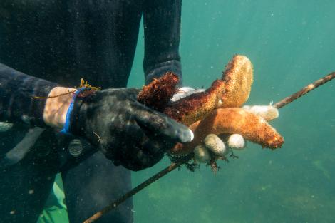 Pepinos do Mar nas Mãos de um Mergulhador 