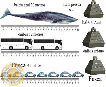 Peso de uma Baleia Azul