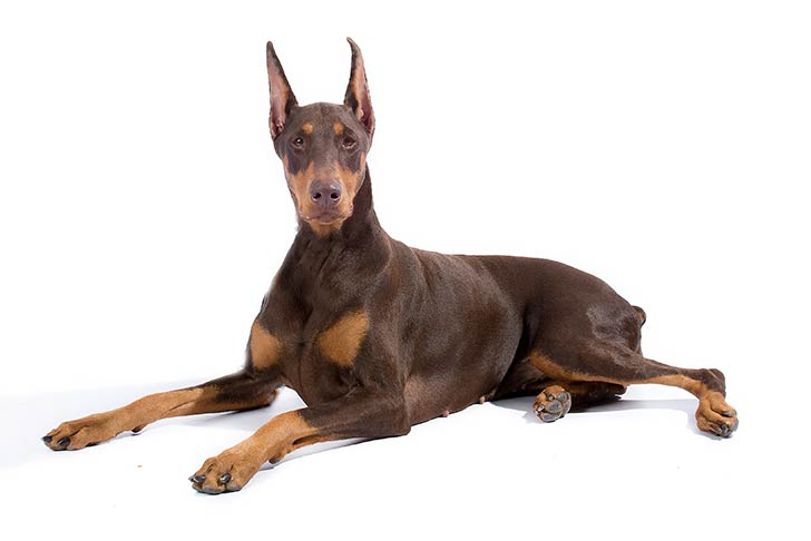 Pincher Doberman