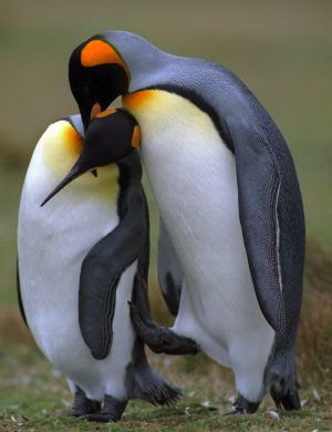 Pinguim Acasalando 