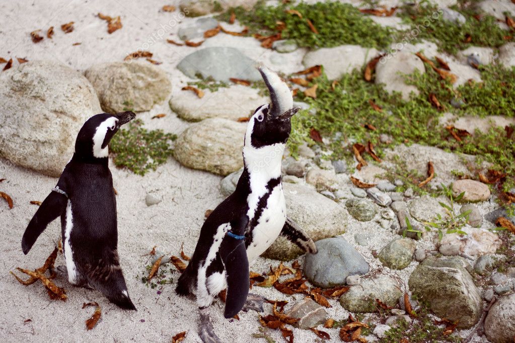 Pinguim Comendo um Peixe 