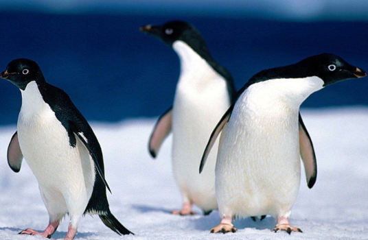 Pinguim-De-Adélia