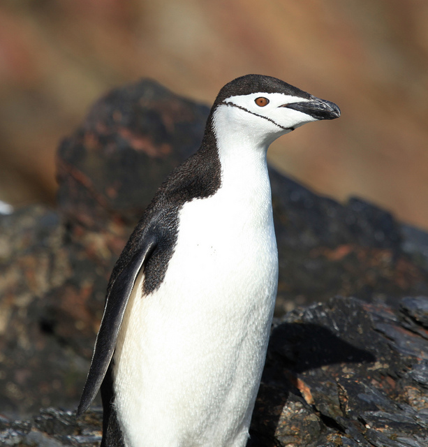 Pinguim-De-Barbicha