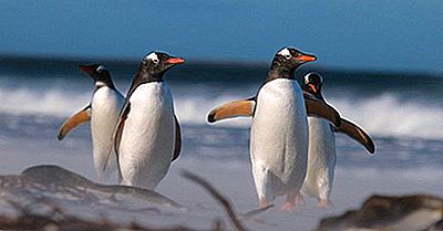 Pinguim-Gentoo 