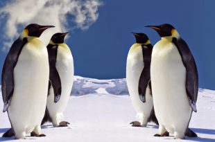 Pinguim-Imperador