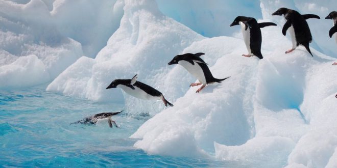 Habitat do Pinguim: Onde Eles Vivem? | Mundo Ecologia