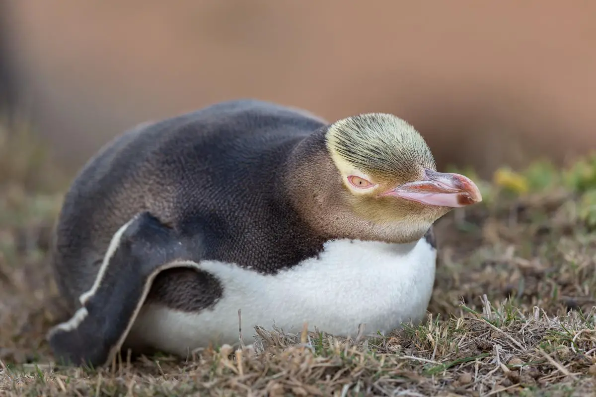 Pinguim Waitaha Deitado na Grama