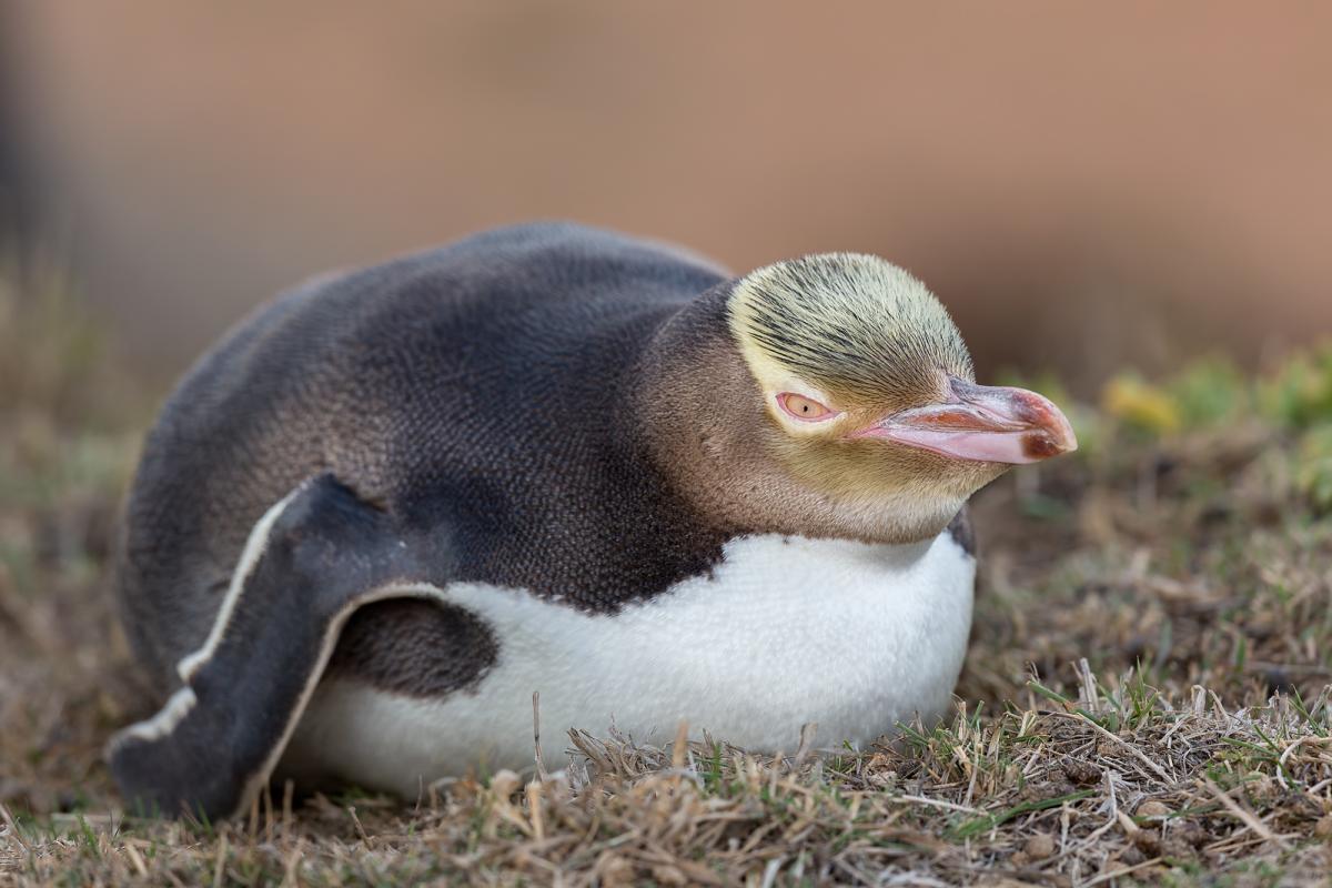 Pinguim Waitaha Deitado na Grama