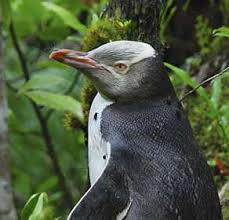 Pinguim Waitaha Fotografado na Mata 
