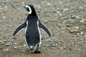 Como São as Asas dos Pinguins e Para que Servem?