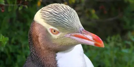 Pinguim-de-Olho-Amarelo