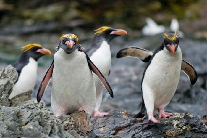 Pinguins-Macarrão