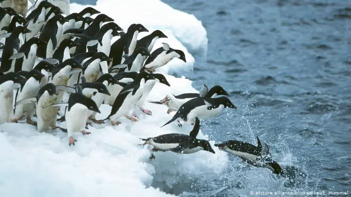 Pinguins Mergulhando na Água