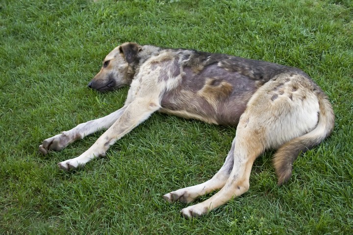 Piodermatite Canina 