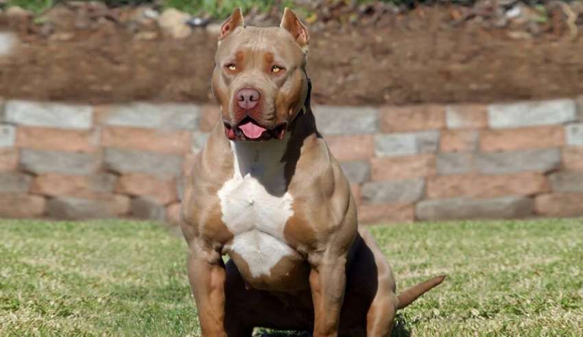 Pit Bull