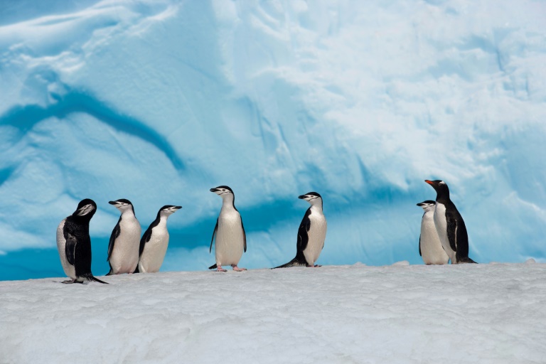 Colônia de pinguins na Antártida, ambiente onde a alimentação depende de krill e peixes