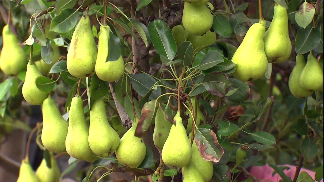 Pé de Pera Carregado de Fruta 