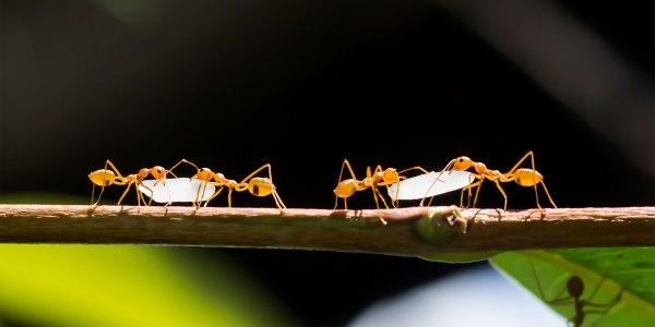 Quatro Formigas Trabalhando em Equipe