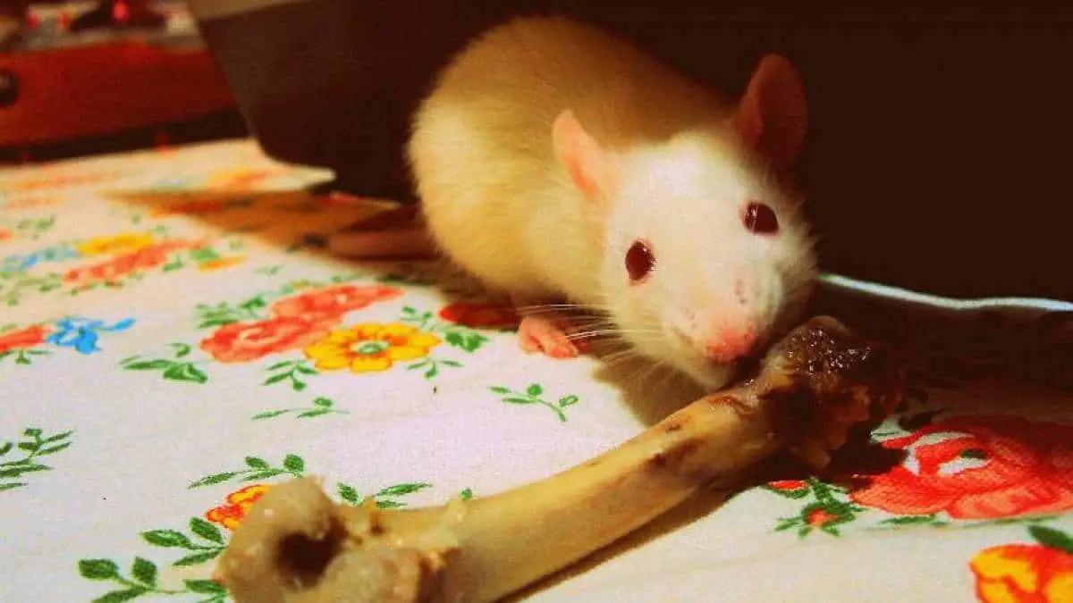 Rato Comendo Dentro de Casa em Cima da Mesa 