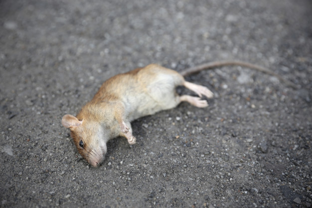 Rato Morto no Chão 
