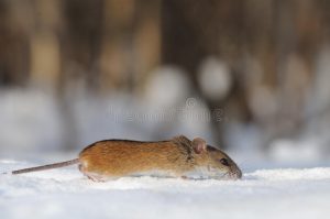 Rato do Campo Listrado