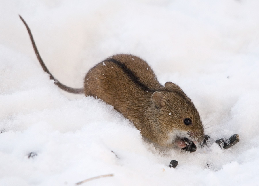 Rato do Campo Listrado na Neve 