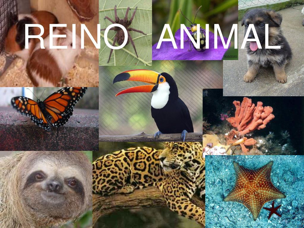 Reino Animalia 