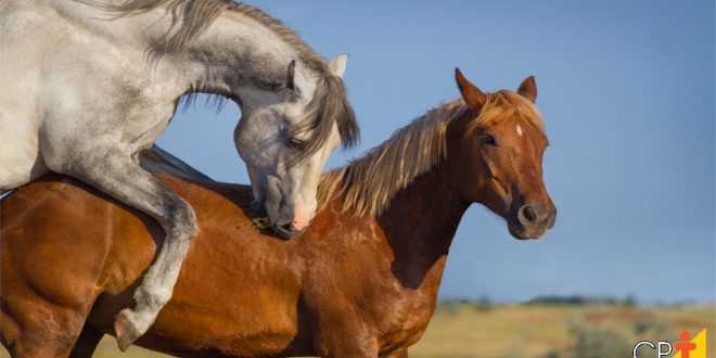 Reprodução do Cavalo: Filhotes e Período de Gestação | Mundo Ecologia