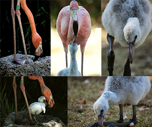 Reprodução Do Flamingo 