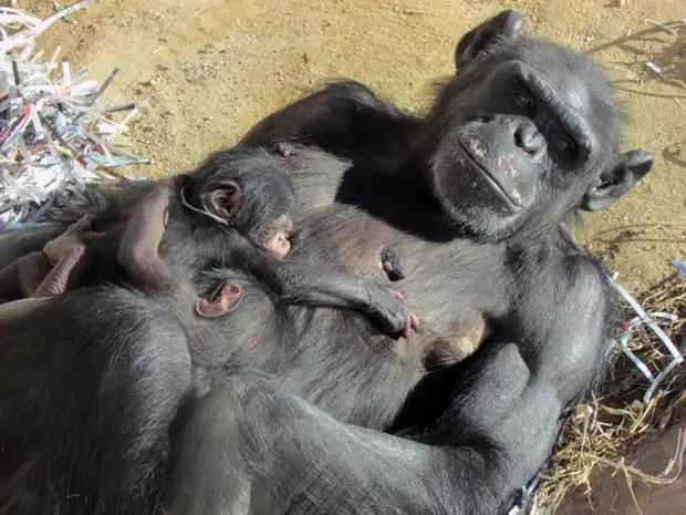 Reprodução Dos Chimpanzés 
