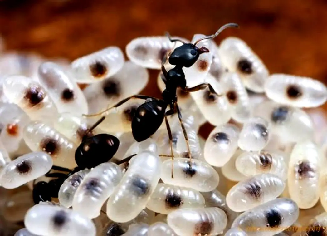 Reprodução das Formigas 