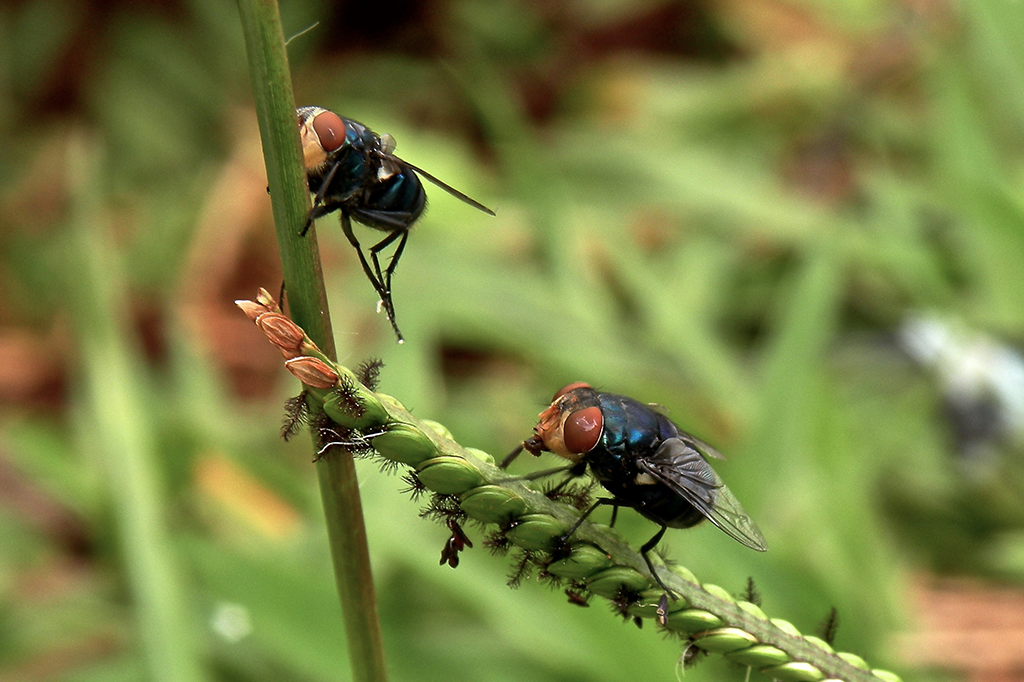 Ficha Técnica da Mosca: Peso, Altura, Tamanho e Imagens