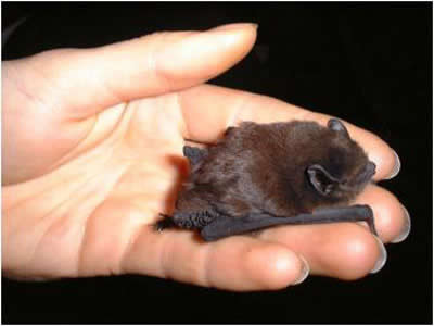 Reprodução dos Morcegos-de-Bigodes