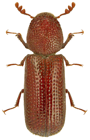 Rhyzopertha Dominica