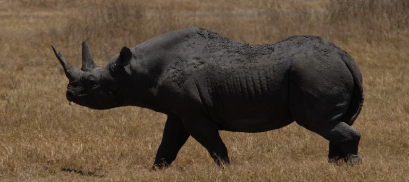 Rinoceronte Negro