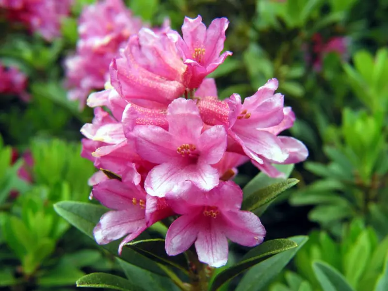 Rododendros
