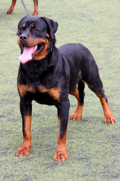 Rottweiler