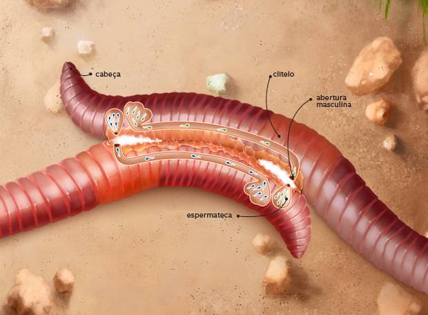 Sistema Reprodutor da Minhoca 