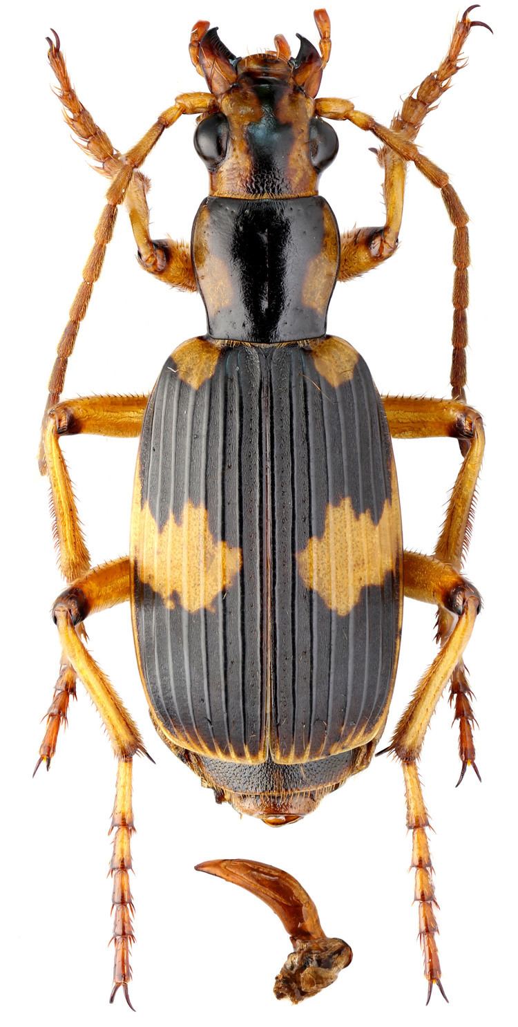 Stenaptinus Insignis