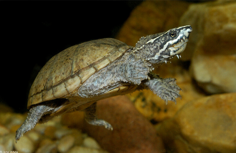 Sternotherus Odoratus