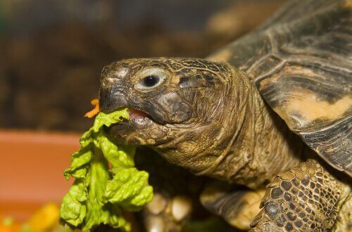 Alimentação Da Tartaruga: O Que Elas Comem? | Mundo Ecologia