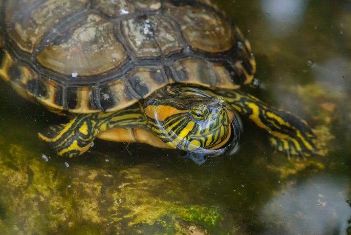 Tartaruga com a Cabeça Pra Fora da Água