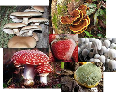 Tipos de Fungos 