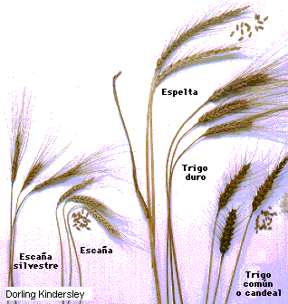 Tipos de Trigos 