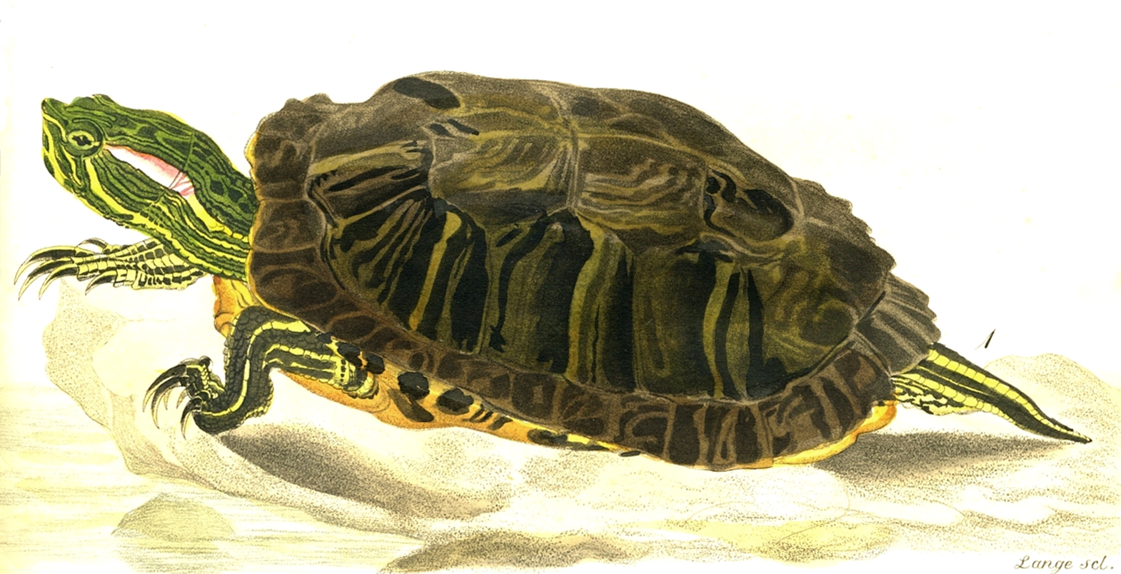 Trachemys Scripta Elegans