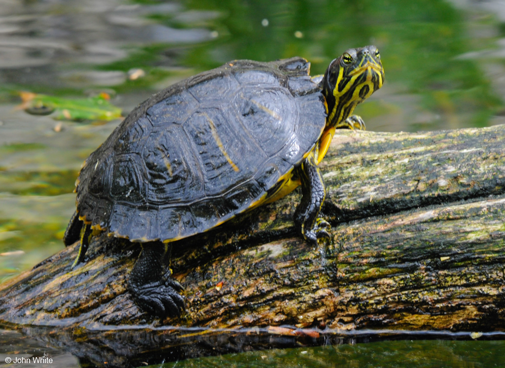 Trachemys Scripta Scripta