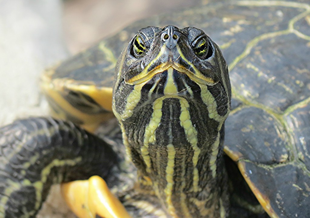 Trachemys Scripta Troostii