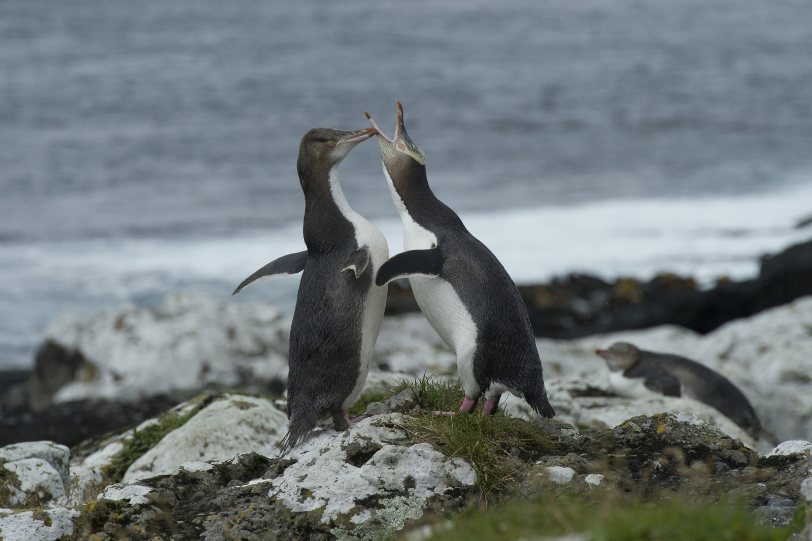 Três Pinguins Waitaha na Beira da Praia