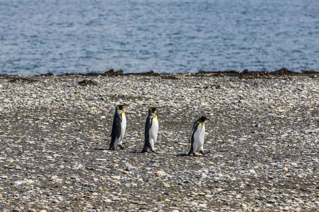 Três Pinguins na Beira da Praia