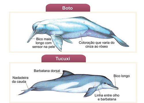 Diferença Entre o Tucuxi e Boto 